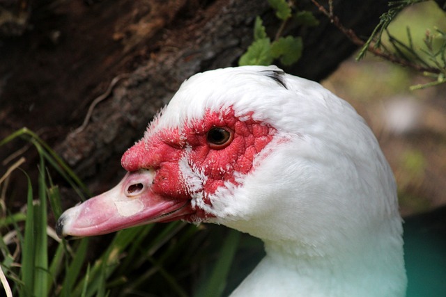 洛杉矶快船 洛杉矶快船